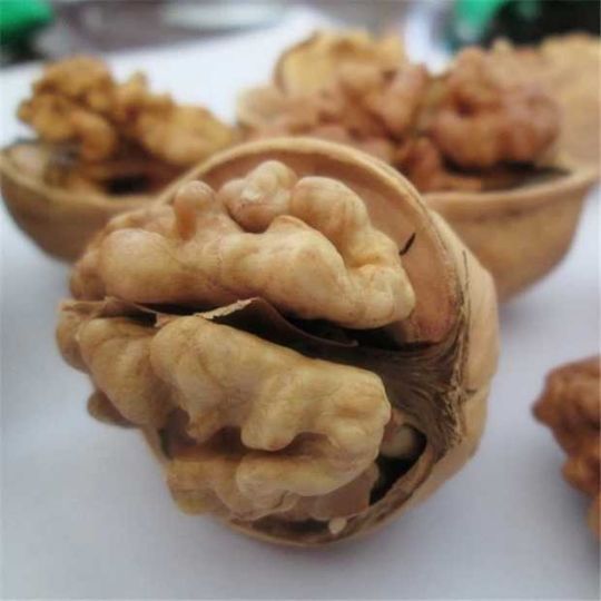 we have fresh process walnuts products both in shells and without shell and for more details, please contact us directly so we can send you an offer our prices