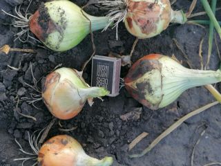 Hello, I am selling a nice winter onion, caliber