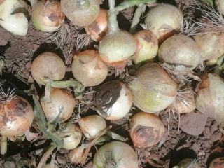 Hello, I am selling a nice winter onion, caliber