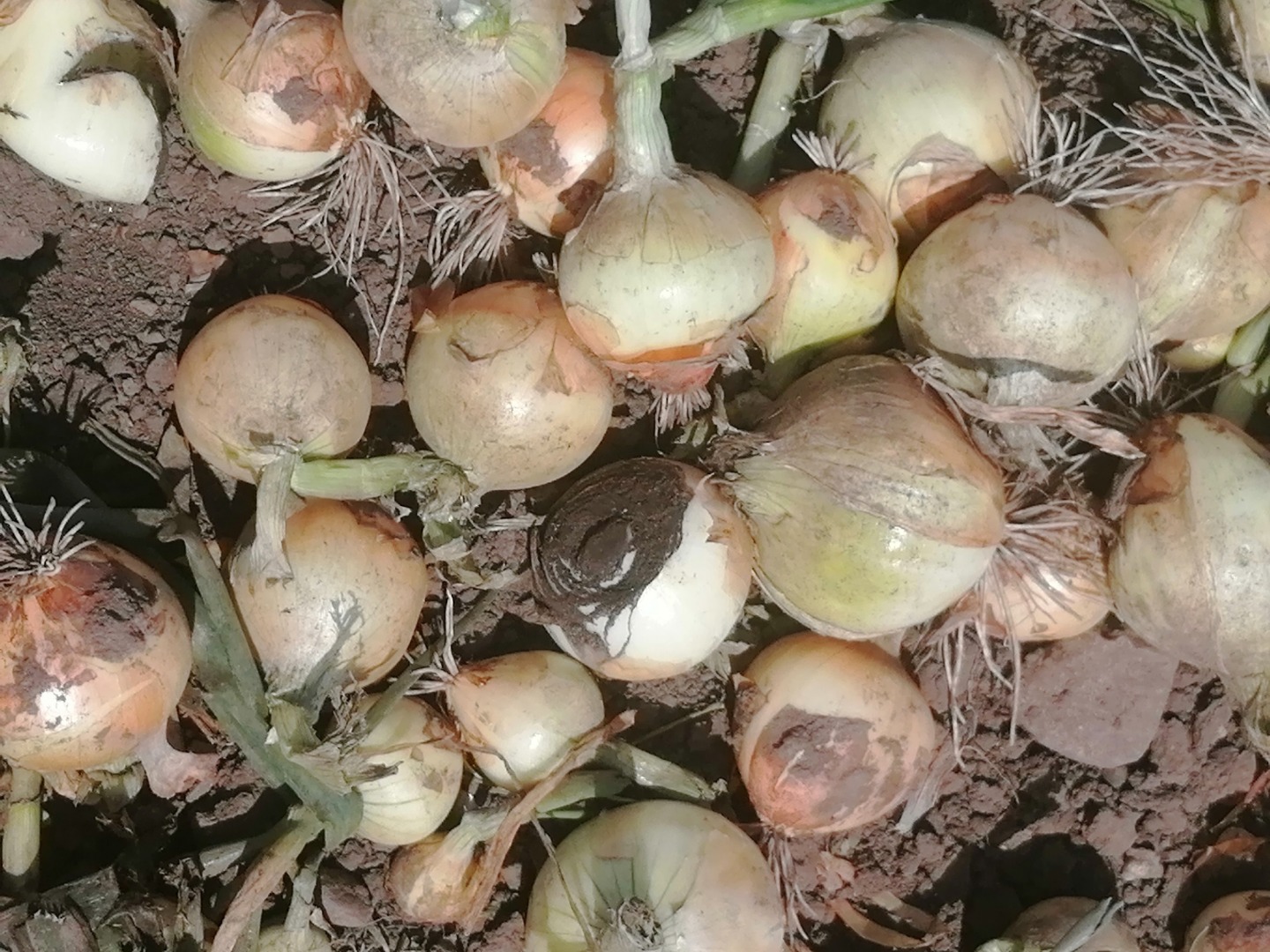 Hello, I am selling a nice winter onion, caliber 45+, 90% large