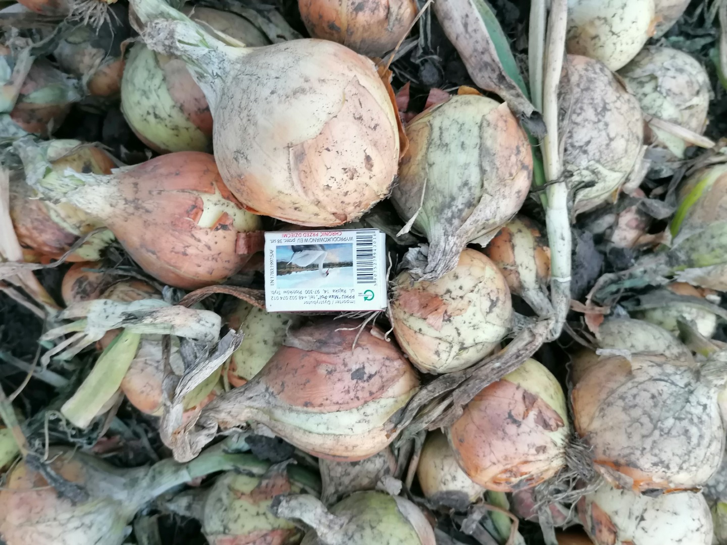 Hello, I am selling a nice winter onion, caliber 45 +, 90% large quantities of trucks