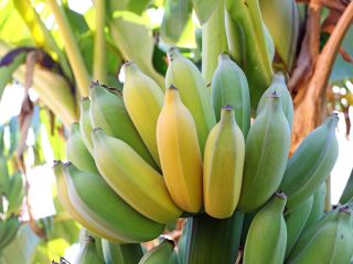 Bananas for sale. Country of origin: Costa Rica. The