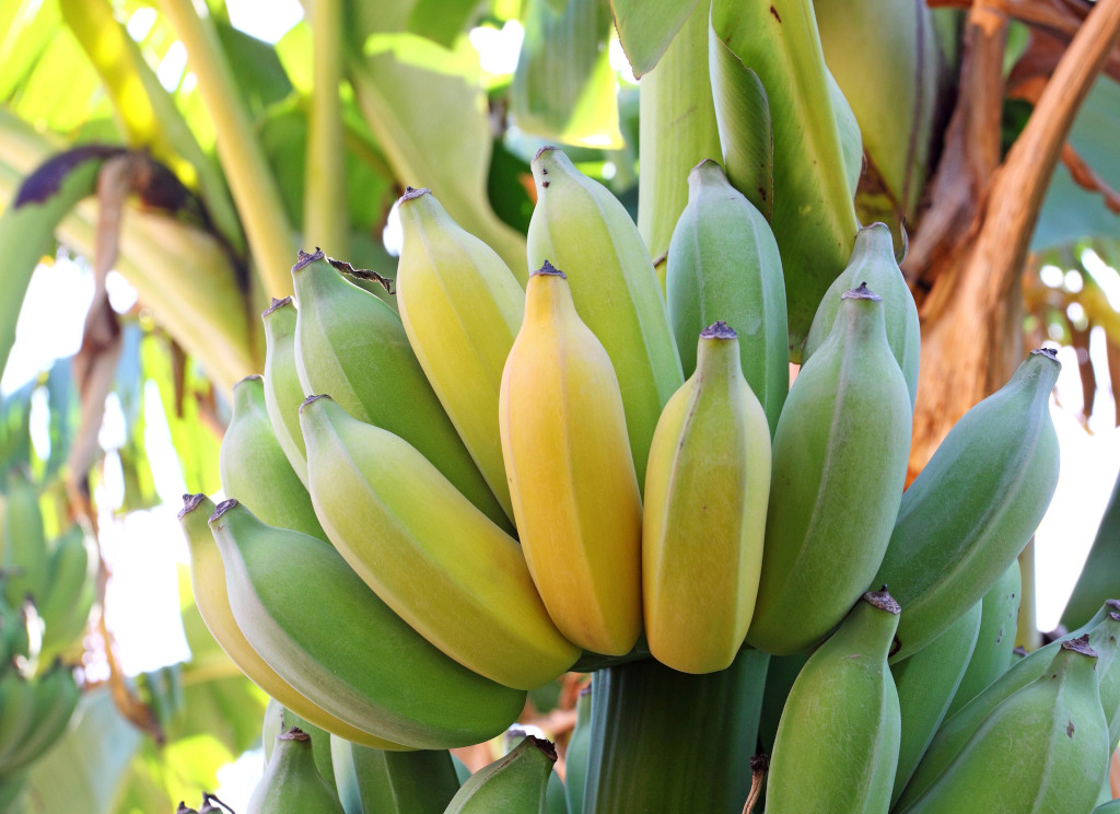 Bananas for sale