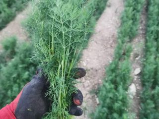 I am a vegetable producer, I offer fennel and