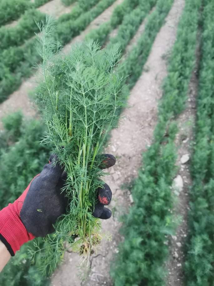 I am a vegetable producer, I offer fennel and dill in wholesale quantities