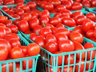 FRESH TOMATOES whatsap ; Specifications No cracks, no insect