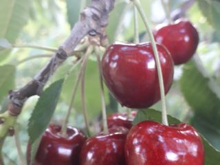 I will sell cherries from my own farm. Different