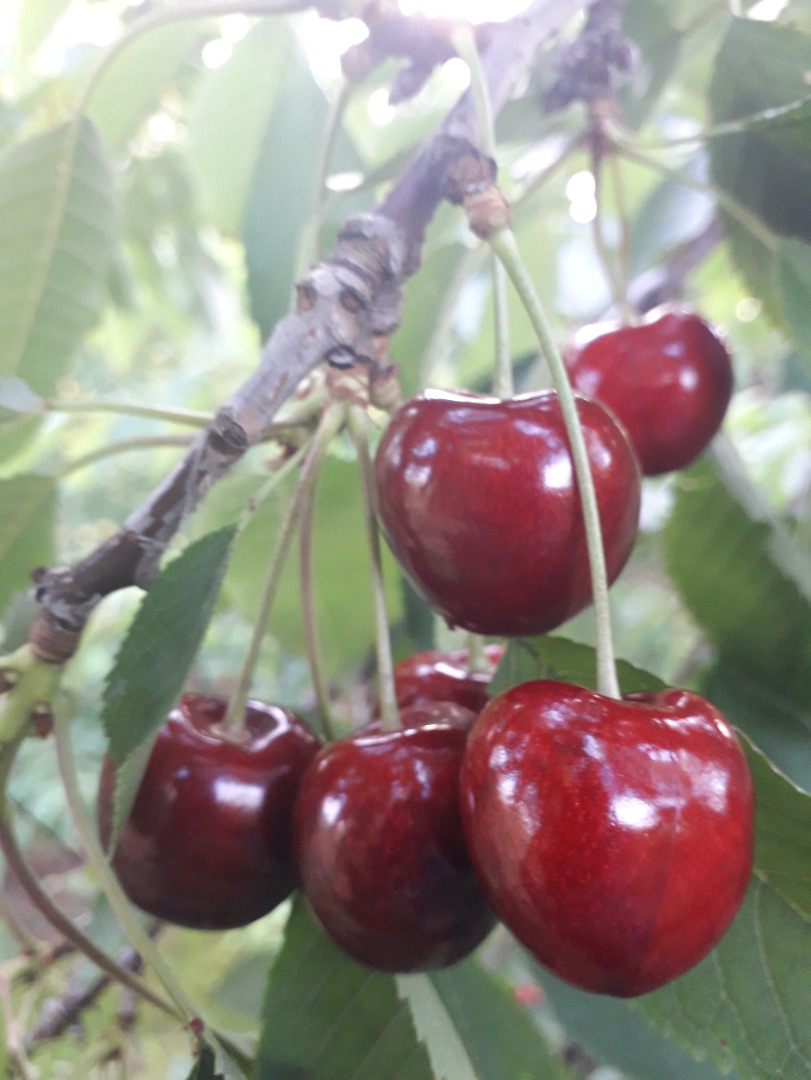 I will sell cherries from my own farm