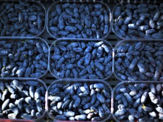 I will sell about 10 tons of haskap blueberries