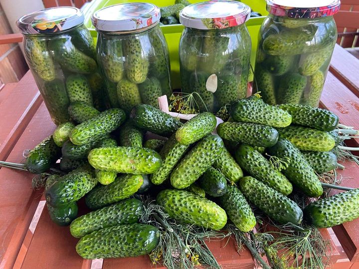 Ground cucumbers for sale