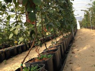 We offer pots for growing blueberries, raspberries, blackberries and