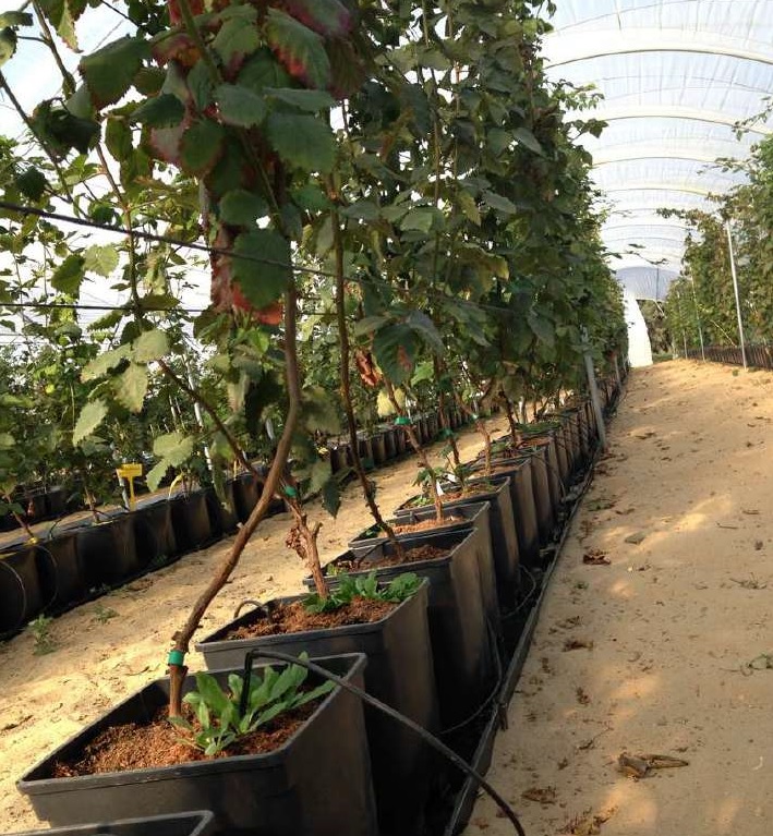 We offer pots for growing blueberries, raspberries, blackberries and strawberries