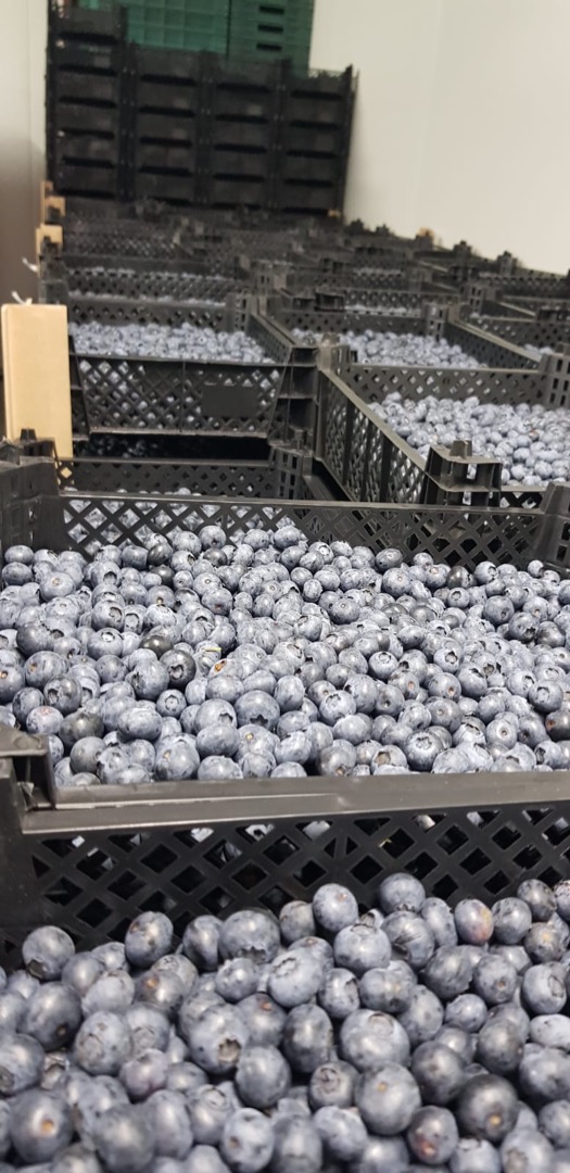 We invite you to cooperate with us, we have our own blueberry plantations - no intermediaries