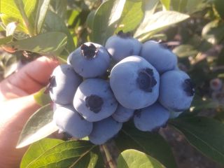 American blueberry for sale. 2ha plantation. Harvesting under the