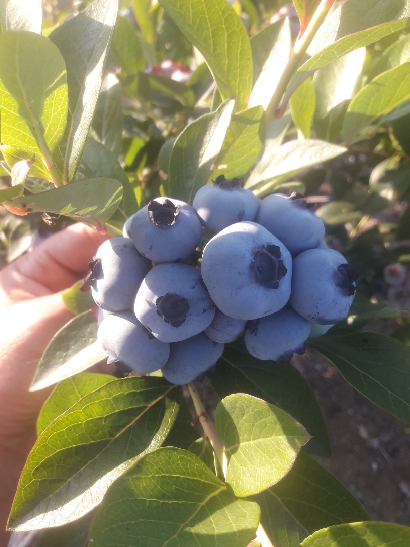 American blueberry for sale