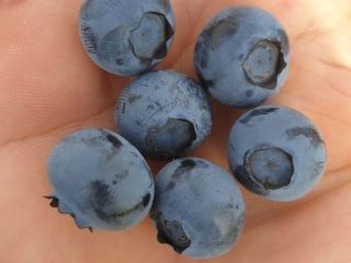 For retail and wholesale sales, I offer blueberry fruit