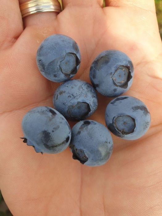 For retail and wholesale sales, I offer blueberry fruit from our family plantation (3ha)