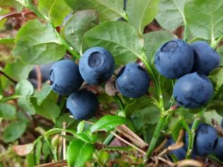 I will sell freshly picked blueberries.