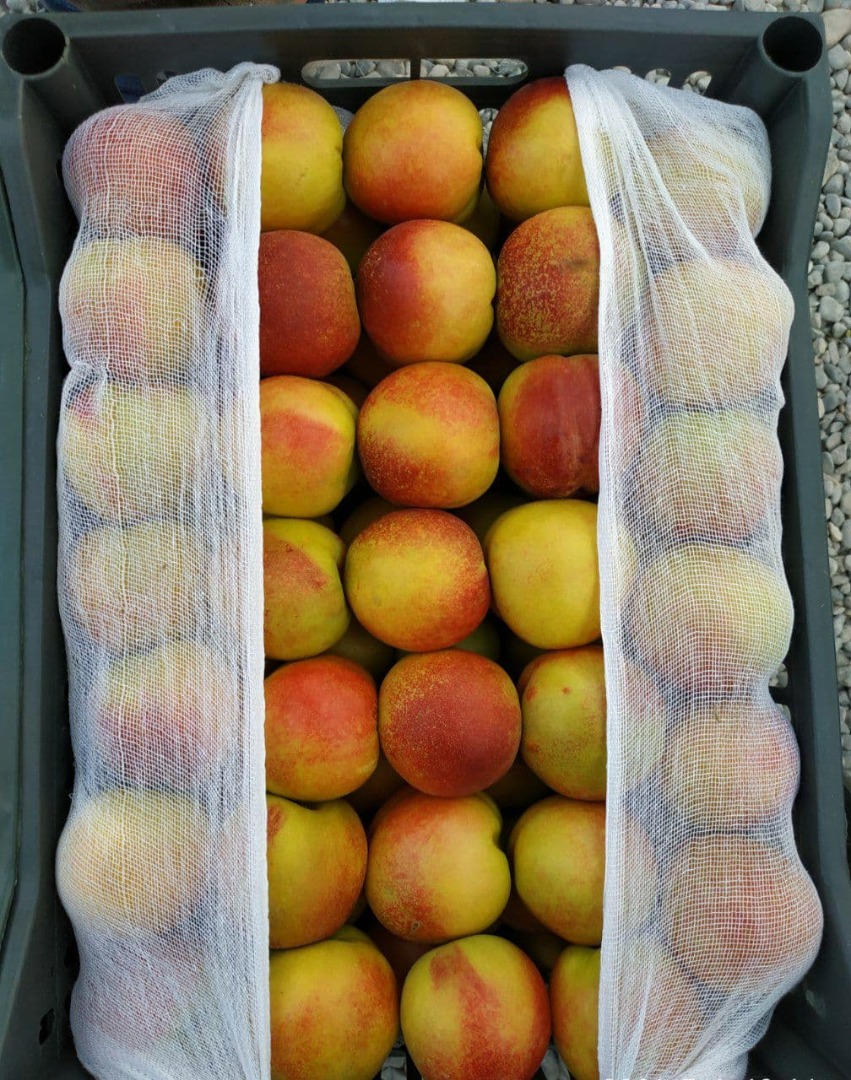 ( whatsapp) Dear costumers, I offer you sweet different type of Grapes and Nectarine at compatative prices from Uzbekistan