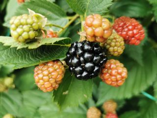 Blackberries for sale - Onești locality, Bacău county (starting