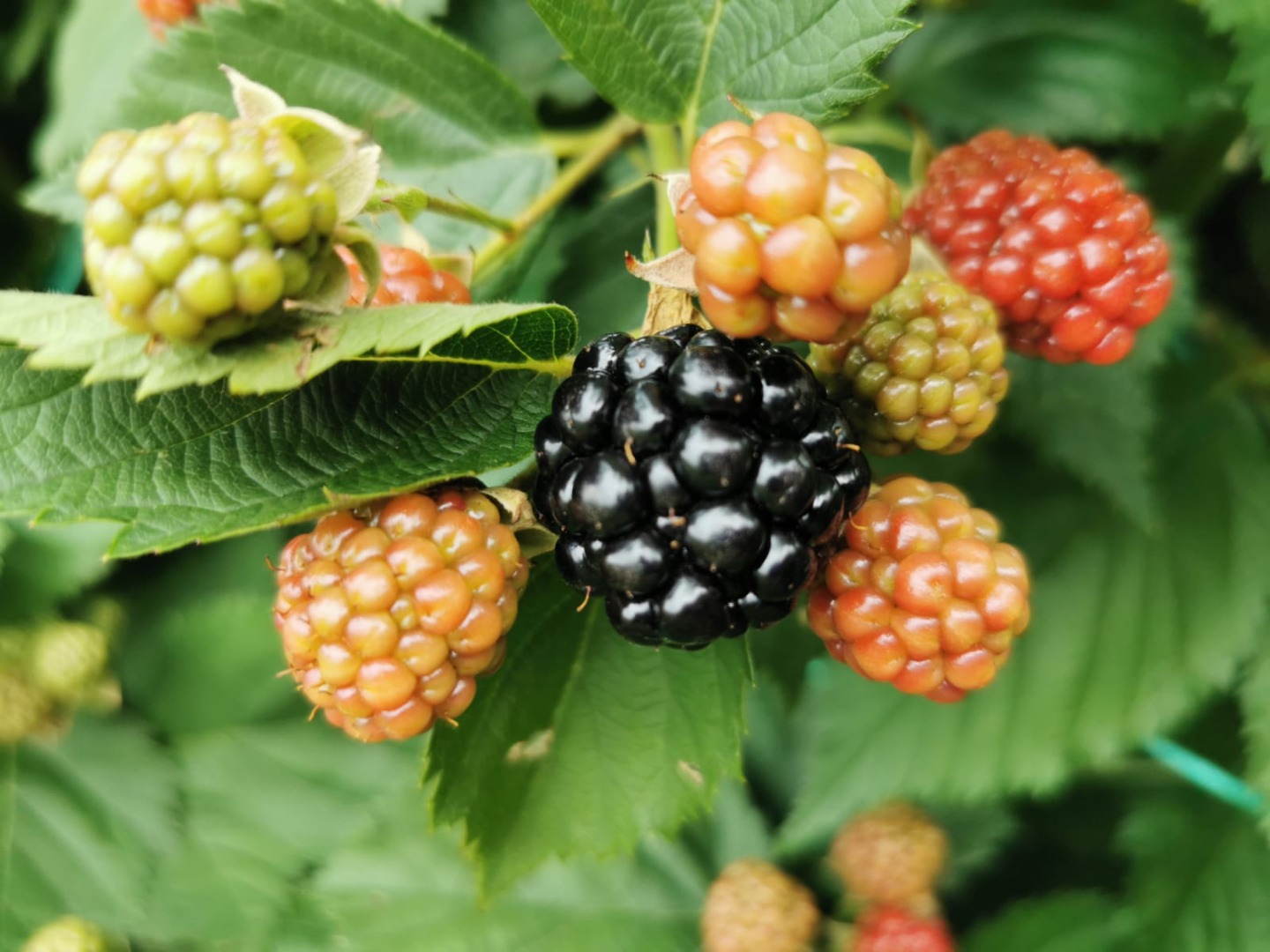 Blackberries for sale - Onești locality, Bacău county (starting with July 26