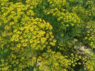 I will sell dill. Negotiated price. More information at