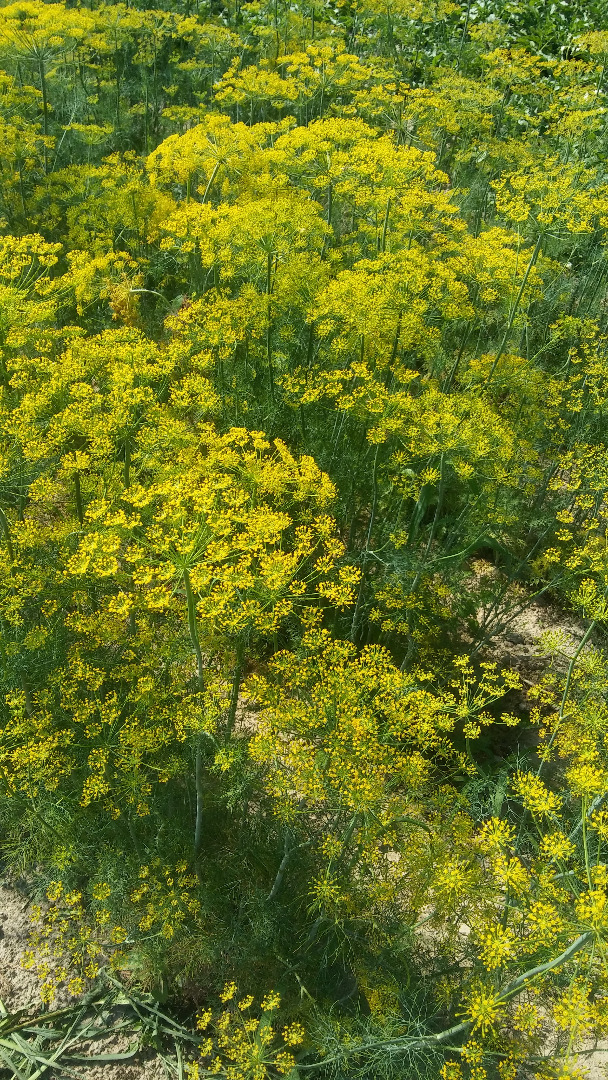 I will sell dill
