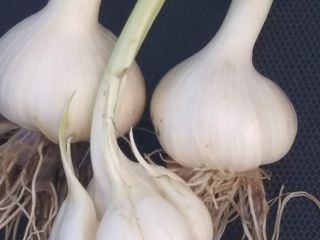 I will sell harnaś garlic, if you are interested,