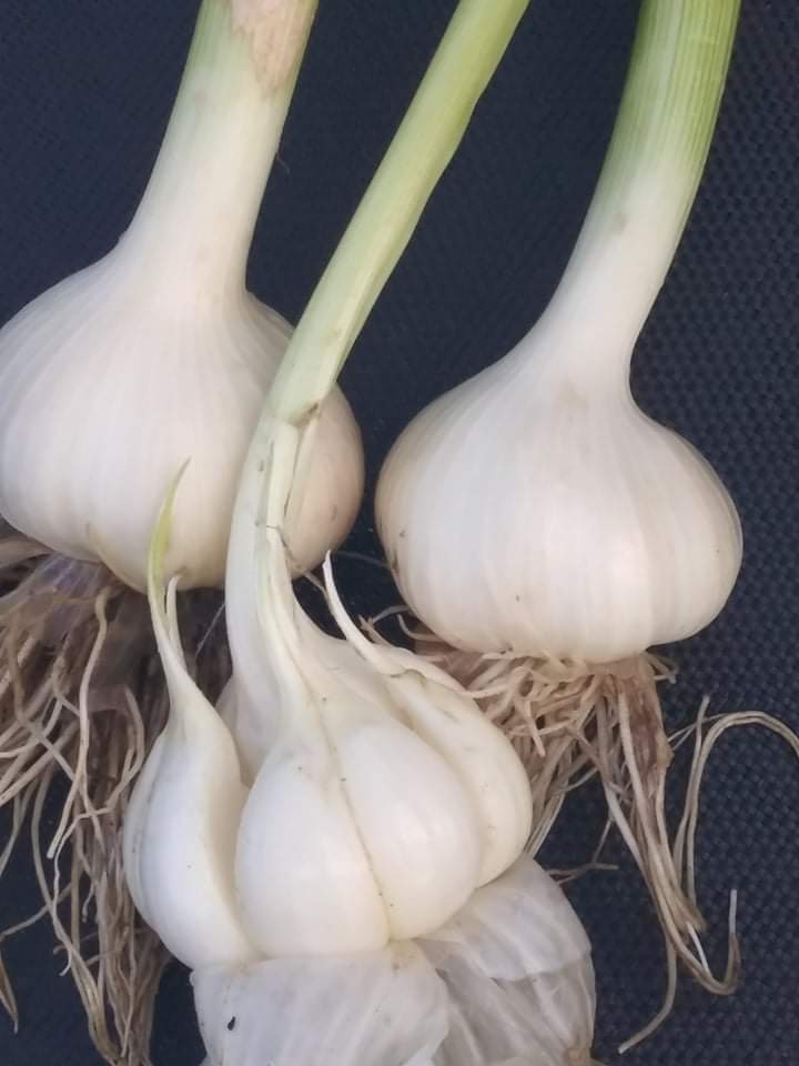 I will sell harnaś garlic, if you are interested, please contact us on private or by calling