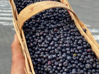 I buy 500-1000 baskets of blueberries every day. Please