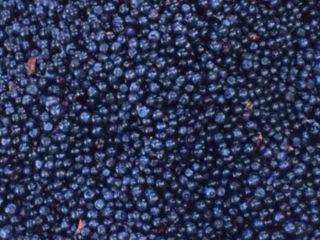 Fresh blueberries in large quantities