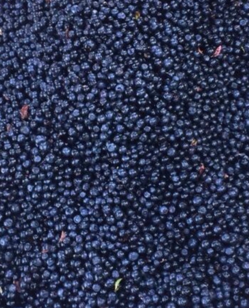 Fresh blueberries in large quantities