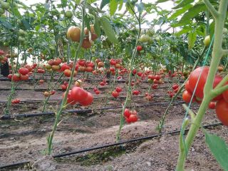 I'm selling tomatoes. They have large quantities.
