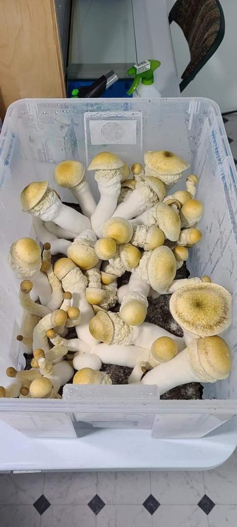 Ostra amarilla, Ostra rosada, Ostra gris, Shiitake, Castaño, Enoki, Enoki dorado, Shimeji Brown, Shimeji, King Oyster, Portabello, Anis, Nameko, Piopini