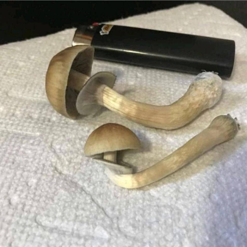Salah PSILOCIBINA ▪ ▪ Hongo magico gorro of freedom ▪psilocybe Mexico ▪psilocybe azurescens ▪panaeolus cyanescens ▪panaeolus cinctulus ▪conocybe cyanopus ▪