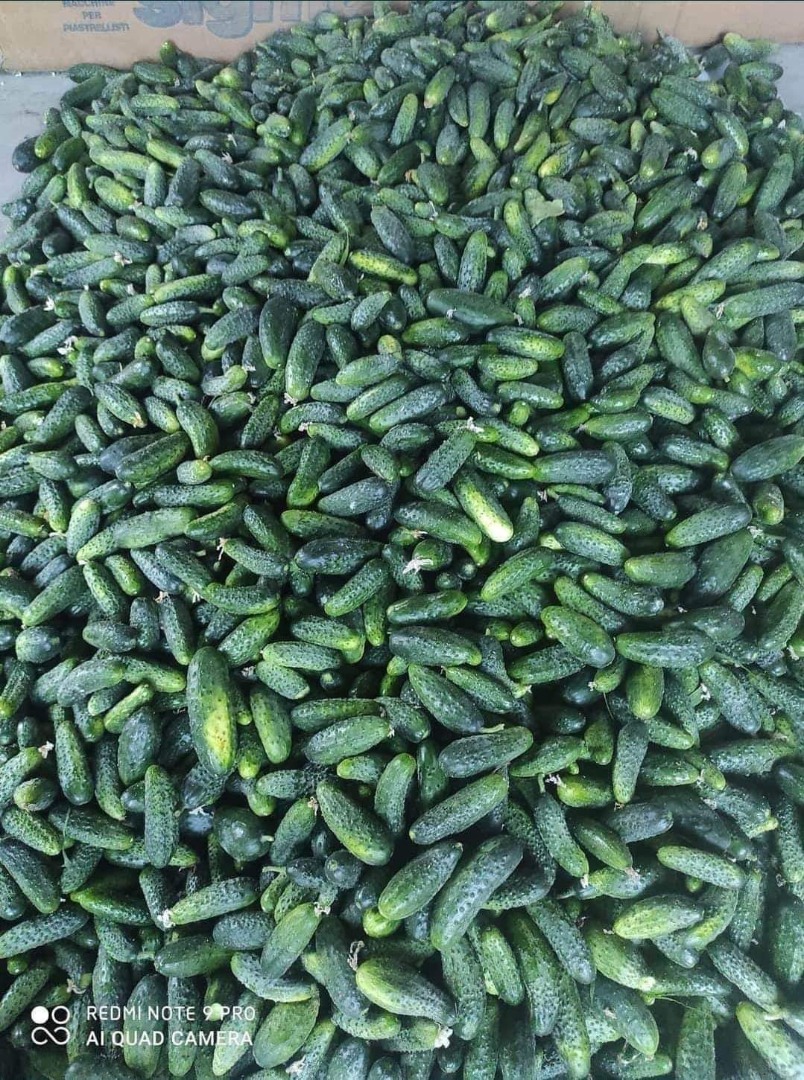 TAKE 30 SECONDS AND READ TO THE END The advertisement is addressed to people looking for a large amount - Car / lorry quantities Cucumber collected and picked