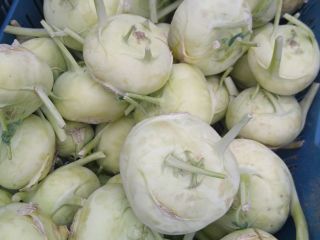Kohlrabi for sale. Large quantities, caliber as needed. Negotiated