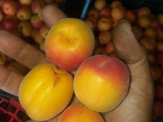 We sell apricots in bulk, we are a contact