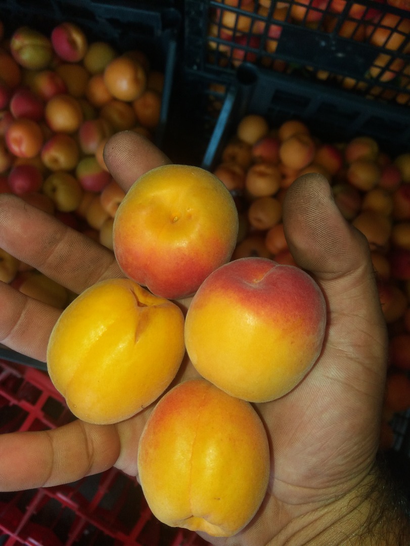 We sell apricots in bulk, we are a contact wire manufacturer Julian from 5-10 tons every day