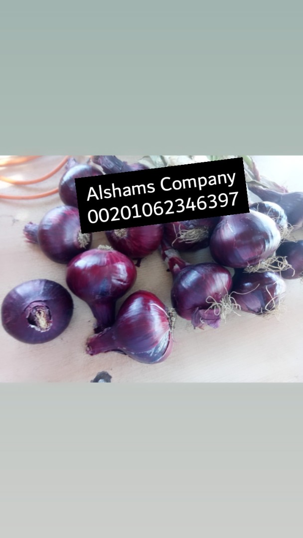 We are ALshams for general import and export
