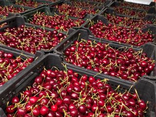 Beautiful fresh cherry - varieties sylwia, wanda, kordian and