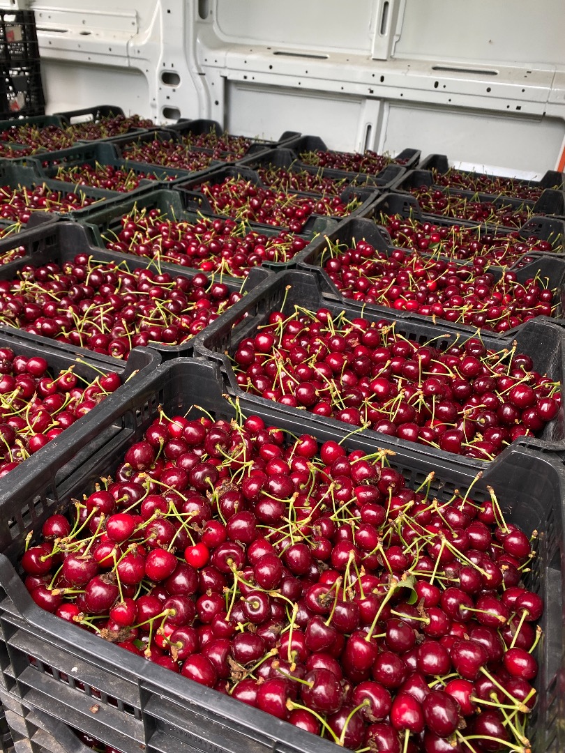 Beautiful fresh cherry - varieties sylwia, wanda, kordian and hedefinska