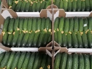 I am selling greenhouse cucumbers from Belarus, smooth and