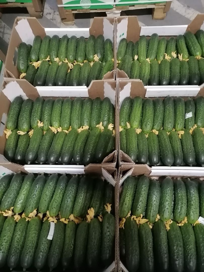 I am selling greenhouse cucumbers from Belarus, smooth and long