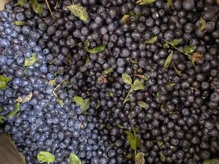 I will sell black, forest blueberries from Belarus, frozen,