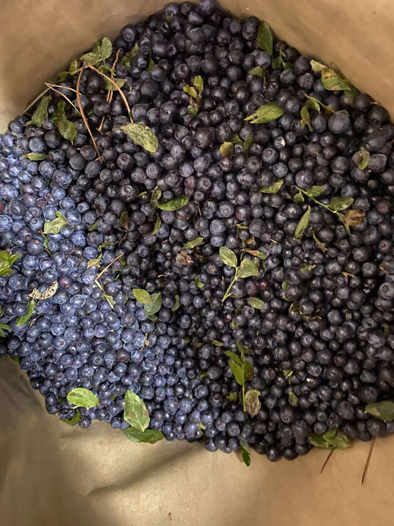 I will sell black, forest blueberries from Belarus, frozen, mechanically cleaned - Truck quantities