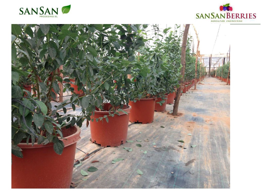 In Sansan we produce pots for Blueberries, Raspberries, Blackberries and Strawberries