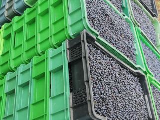 I will buy wholesale quantities of fresh forest blueberries.