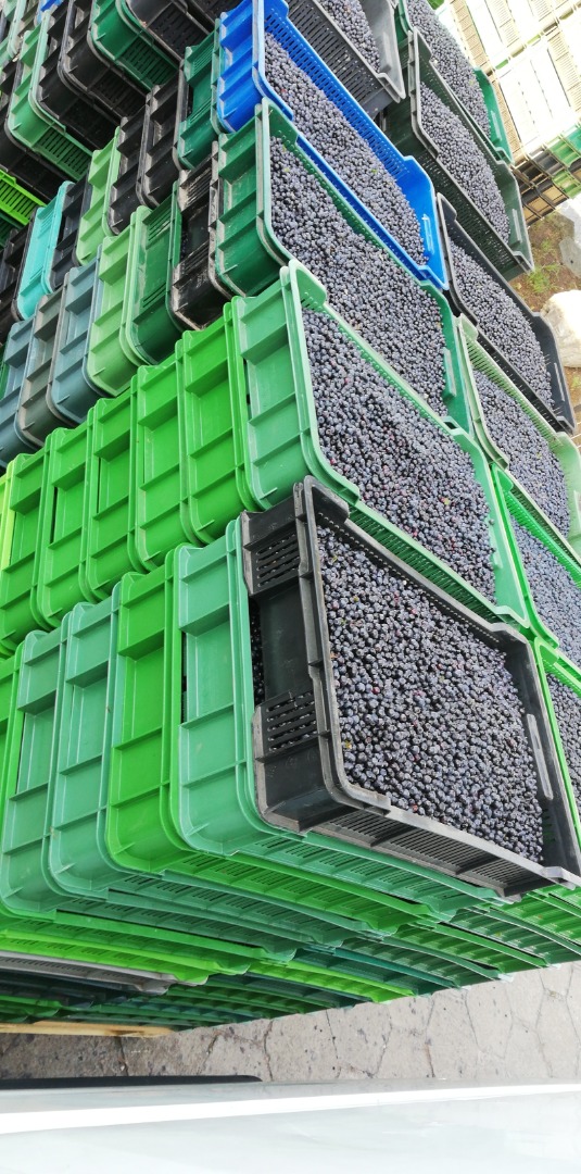 I will buy wholesale quantities of fresh forest blueberries