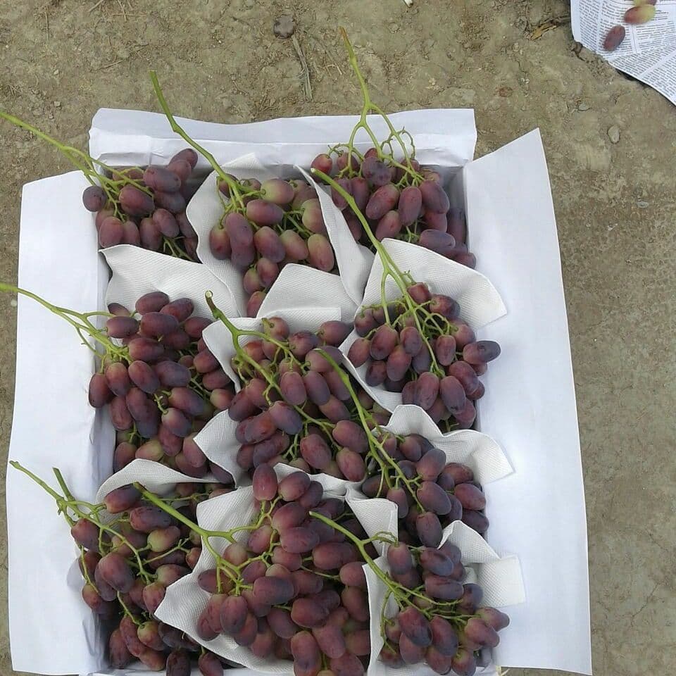 Dear customers, I offer you sweet different type of grapes of Uzbekistan
